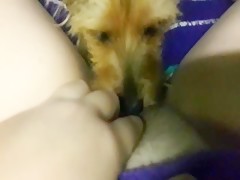 licking and fucking my dog