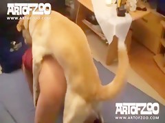 abusando del perro