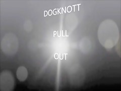 Caballo experimentado