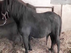 Del juegueteo al folleteo