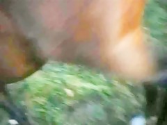 2 porvos equinos