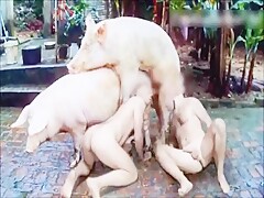 Animal Orgy 