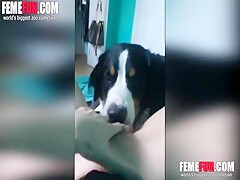 Teen pussy licked POV