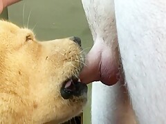 Female dog sucking the man